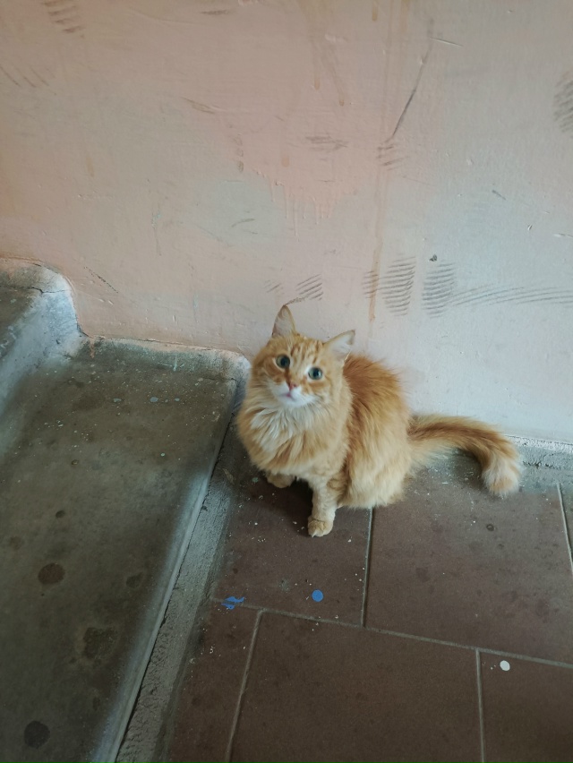 Прекрасная кошечка ищет себе заботливых хозяев!!! В под...