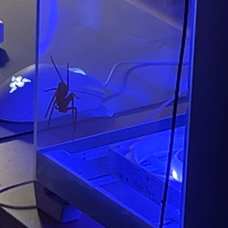 Парень рассказал, что в его системник залез паук-охотник — и пошёл за советами в интернет.
Он призн