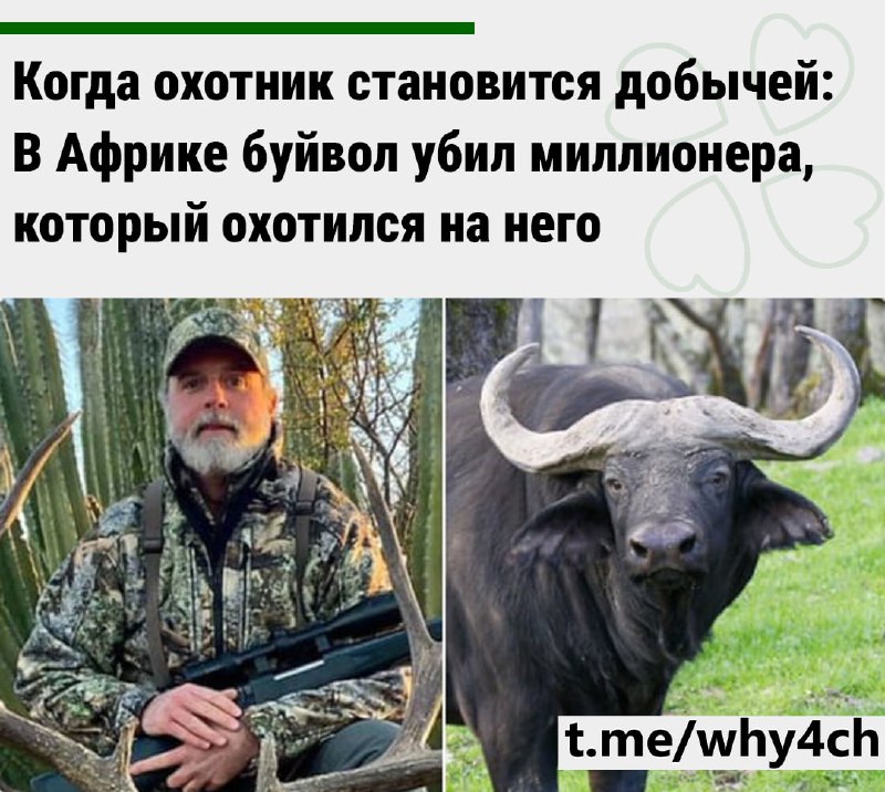 Uno reverse: 52-летний американский миллионер-охотник несколько часов выслеживал капского буйвола ве