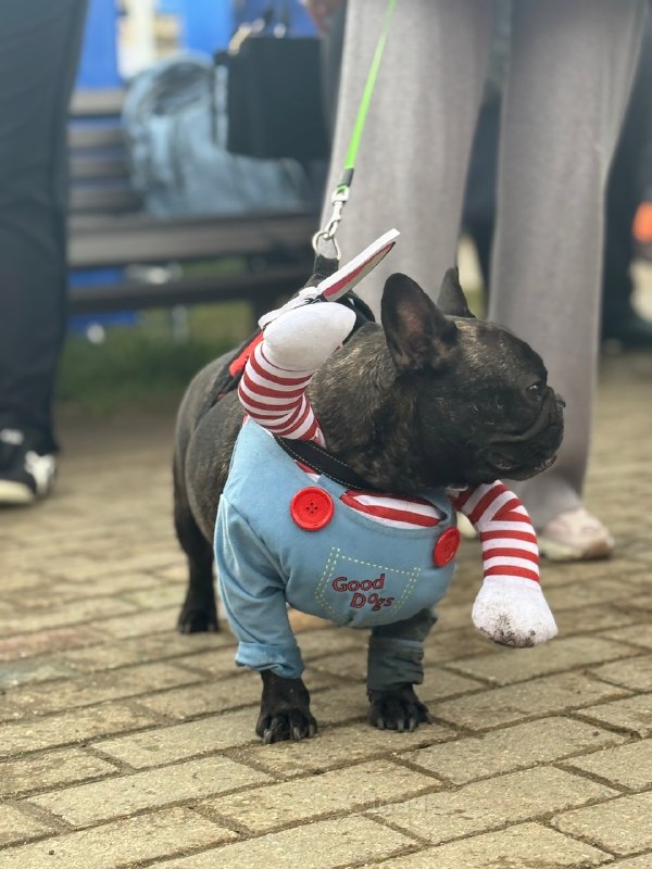 Мимиметр зашкаливает: в Воронцовском парке Москвы устроили парад французских бульдогов.
Пёсики в на