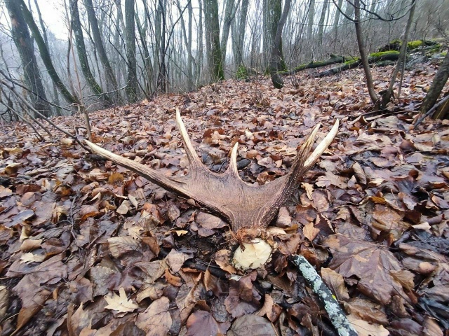 🦌 В Жигулевском заповеднике лоси сбрасывают рога
Ко...