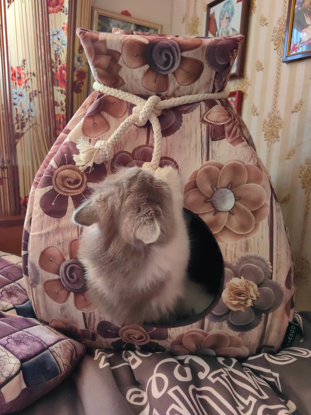 Моя хулиганка РубиНочка 😊. Первая умерла... Завели вто?...