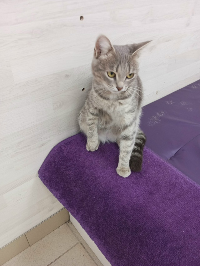 Чья потеряшка прибилась в пункт валбереса по ул. Комсо?...