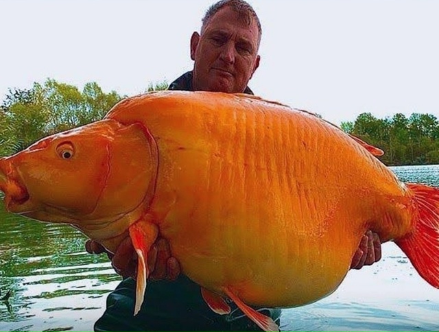 Из французского озера выловили одну из крупнейших зол?...