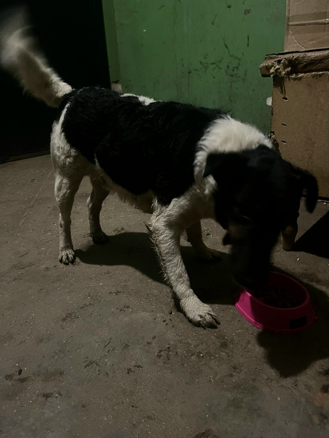 Потеряшка
Бегает по Ул. Берендеевской 19-21
Очень умный ,...