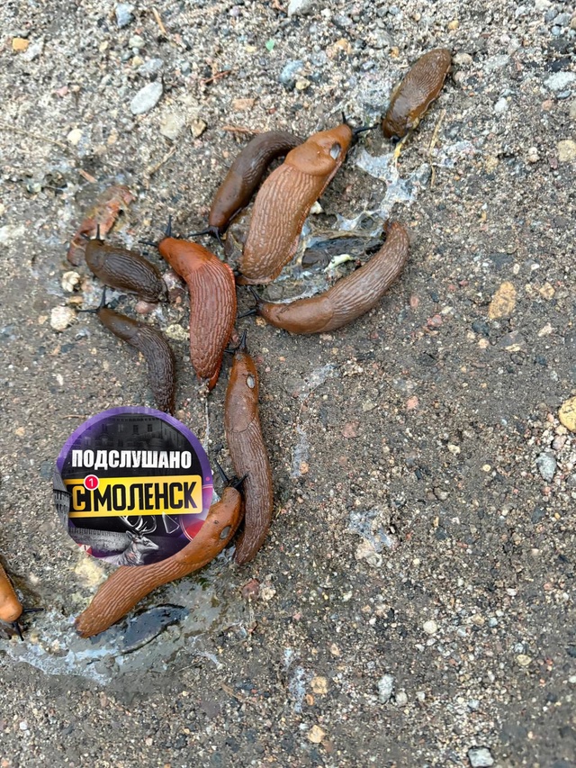 🪱Дачные участки жителей Смоленска продолжают оккупи?...