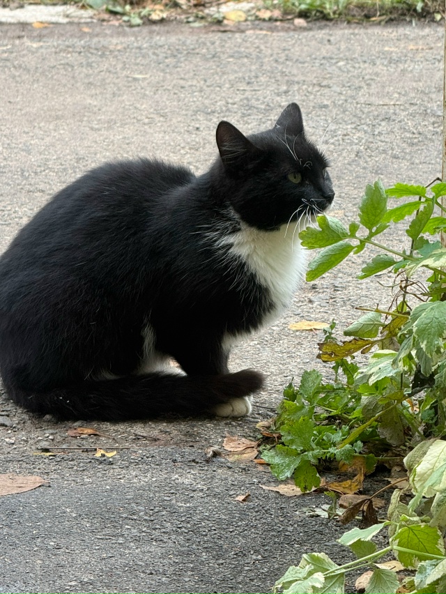 Чей котик потерялся? Находится в г-1/30 дом