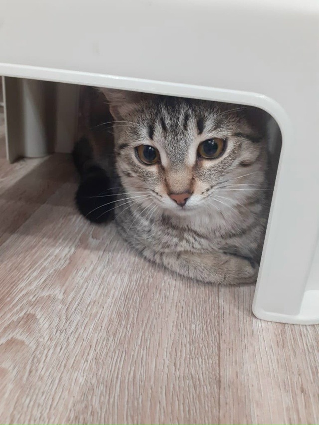 Пристраивается молоденькая кошечка в добрые ручки,под...