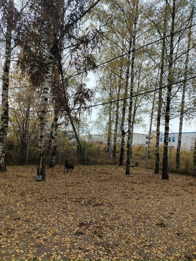 Площадка для выгула собак на Громова. Это последствия ?...