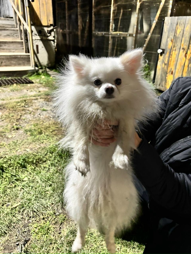 Пост для ваших животных в комменты отдам приму нашли п?...