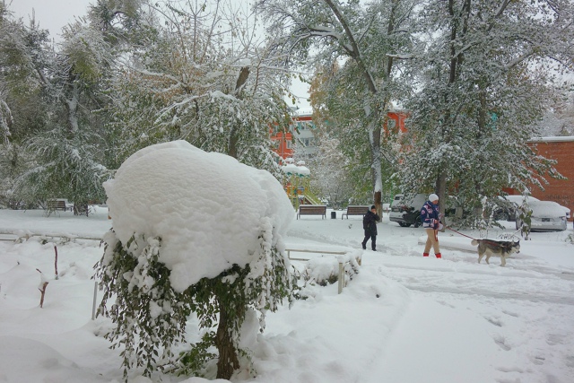 Бeлocнeжнaя oceнь в Ηoвocибиpcкe ❄🍂
Φoтo: Лeнa Γaлкинa