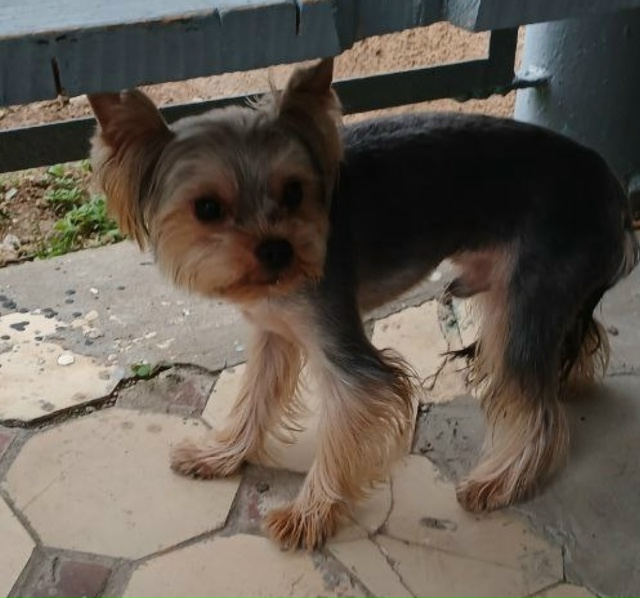 Сбежал любимец семьи. Зовут Кекс. Может кто нибудь увид...