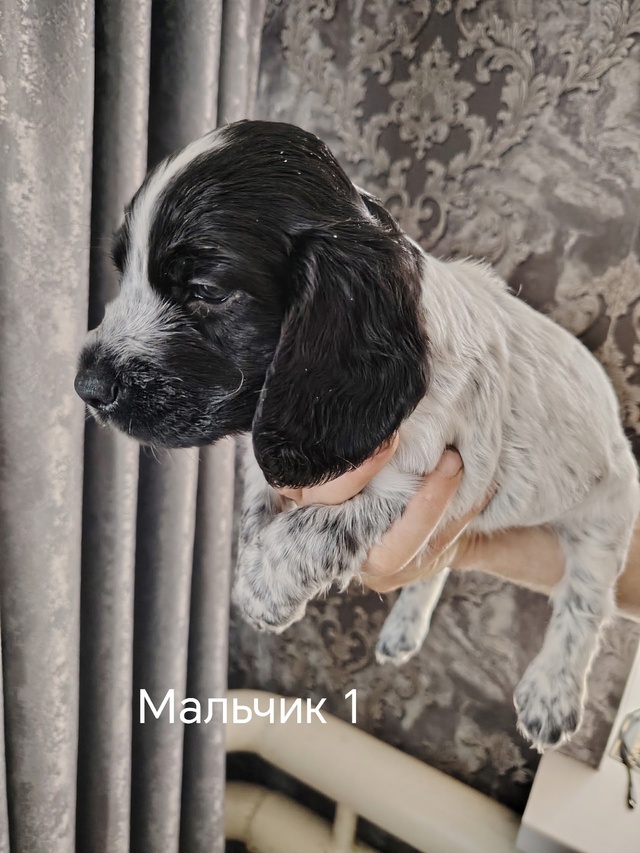Два красавчика русские охотничьи спаниели ищут себе м?...