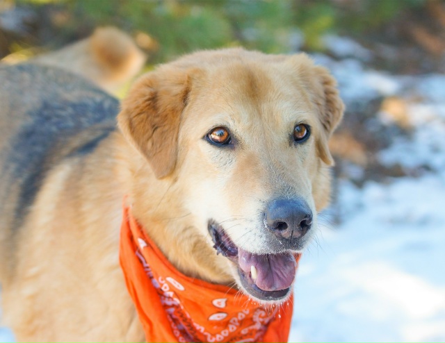 НУЖЕН ДОМ В МОЖАЙСКЕ!!!
Знакомьтесь Боня — она же Бони?...