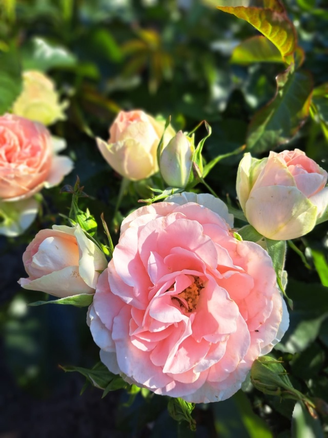 🌹 Юлькины Розы – вдохновение, выращенное с любовью 🌹...