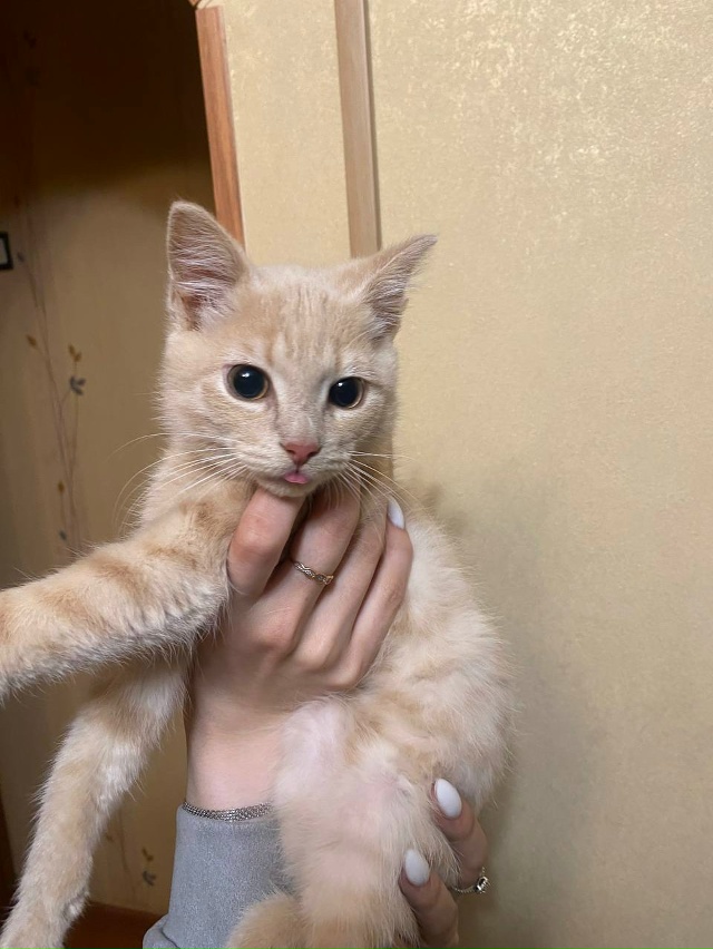 Отдадим котёнка,зовут Обед(8 марта родился),ходит в лот?...