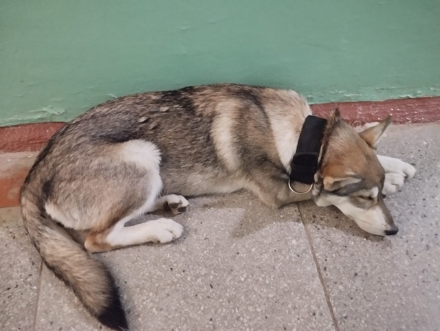 От пятёрочки на России 24 за ребёнком увязалась собачка...