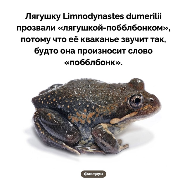 Подборка интересных фактов.