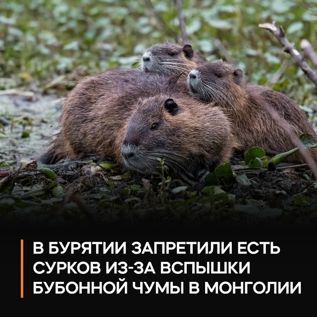 В Бурятии больше нельзя есть сурков...
Местные власти ...