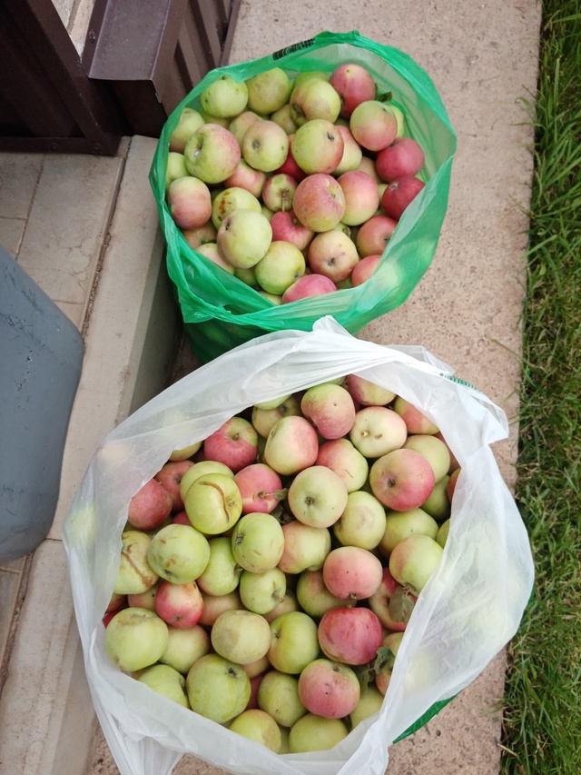 Продам яблоки на компот, 50 руб кг.
89228015822