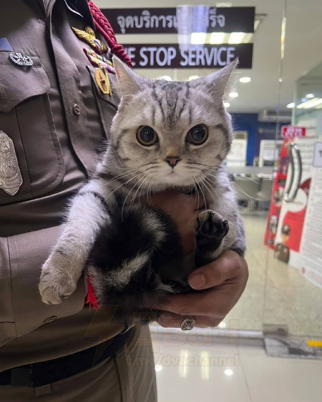 ACAB — All Cats Are Beautiful: в Таиланде арестовали кошку за то, что она укусила двух полицейских.