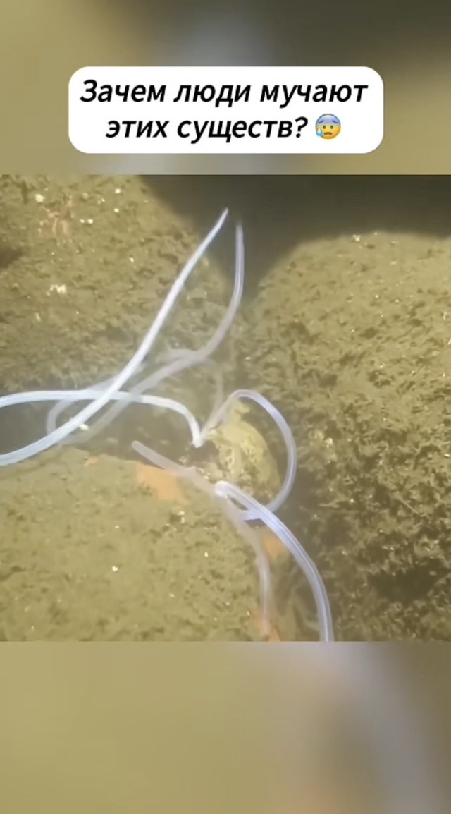 Это что за существо такое