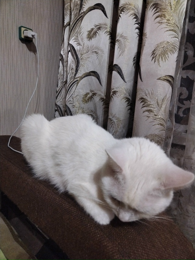 Котоустройство на подзарядке 😊