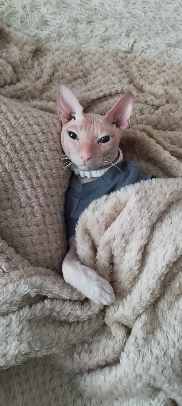 А это у нас Феникс, а так же Фенюша, Фенечка, Фенюшечка, ?...