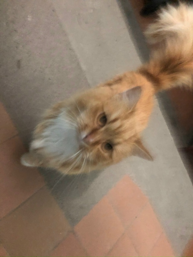 чья кошечка рыжая на горького 40, 2 подъезд? ласковая
ано...