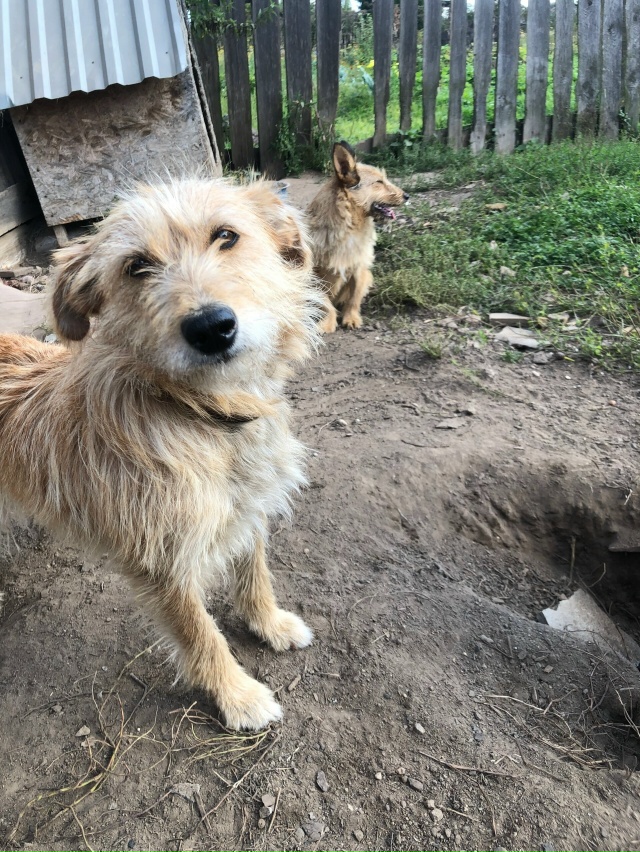 ‼️СРОЧНО ‼️СРОЧНО‼️
Ищут дом маленькие рыжики- ест?...