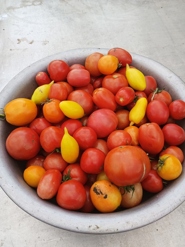 Анон.Продам помидоры. Цена 150 руб/кг. Тел. 89228851163