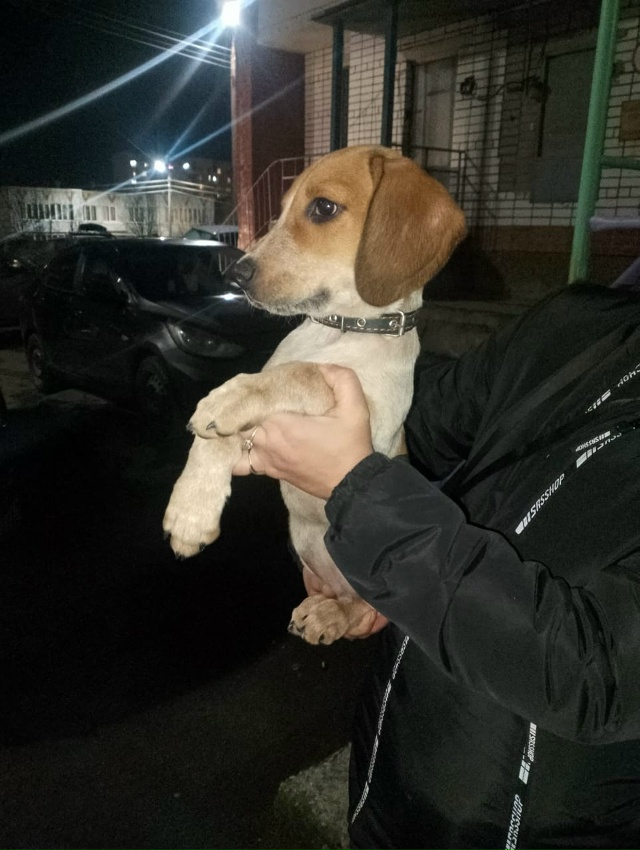 Здравствуйте, выложите, пожалуйста!
Чья собачка потер?...