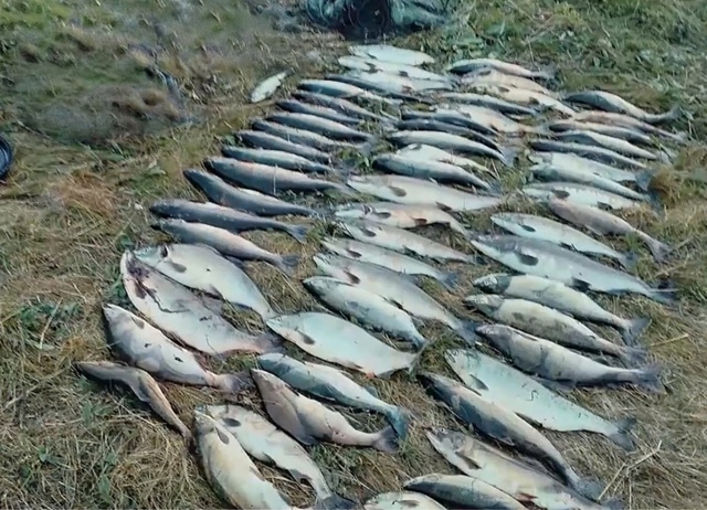 ⚡️В Мурманской области браконьеры незаконно выловил?...
