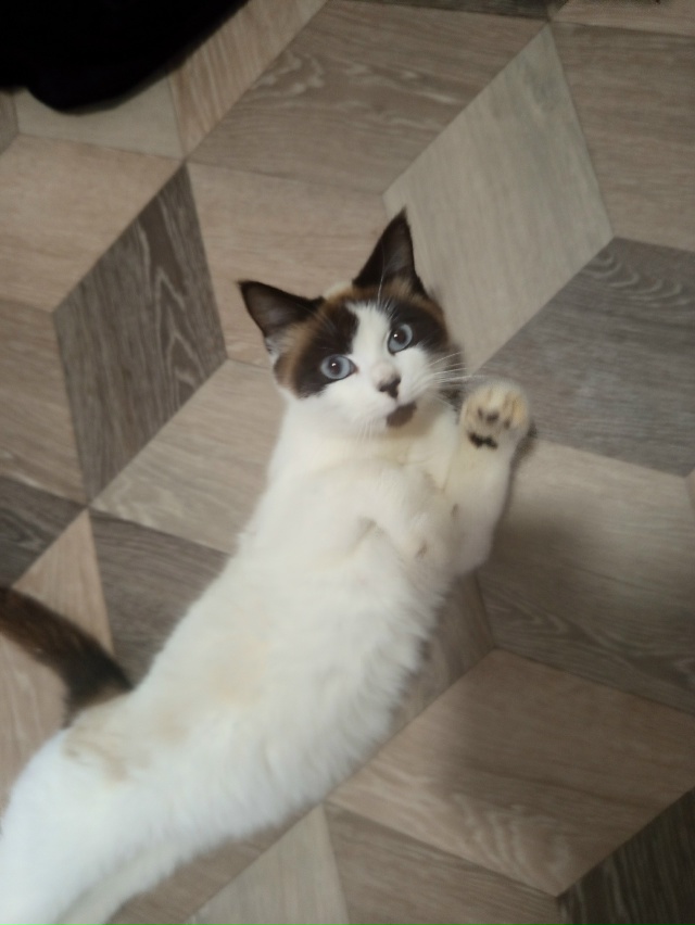 Чея кошечка ? По поводу кошки писать в ЛС