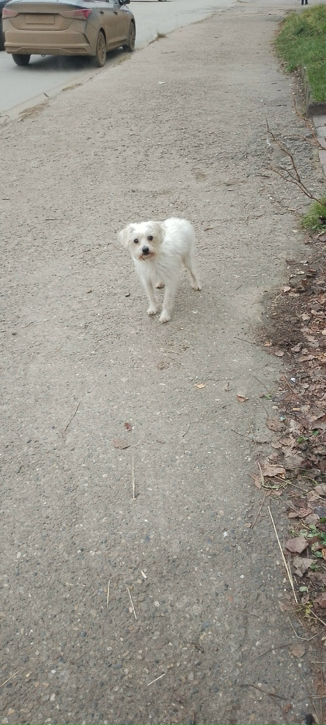 Чей на площади бегает