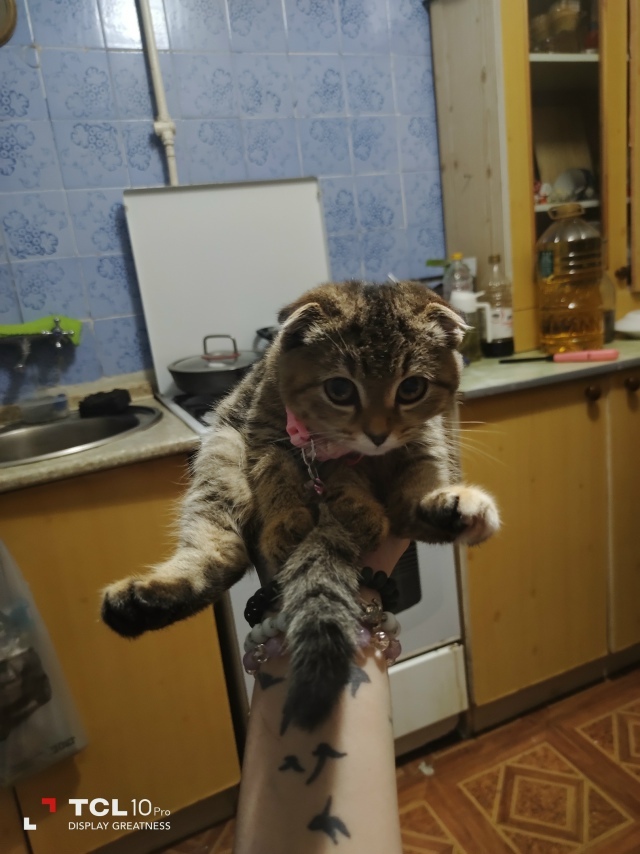 Потерялась кошечка, может кто видел, нашедшего просьба...