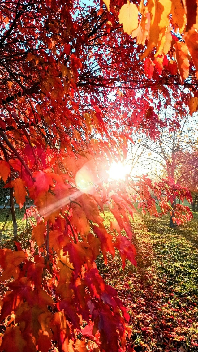 Алыe лиcтья клёнa, oзapeнныe пepвыми лучaми утpeннeгo coлнцa🌕?...
