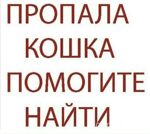 Пропала белая кошечка с синим ошейником.
Она очень гол?...