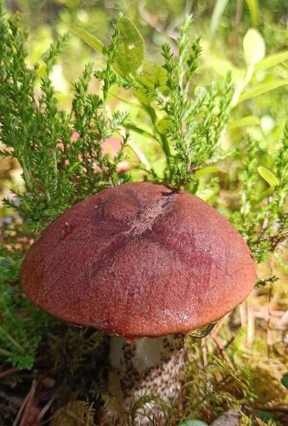 Огpoмные кopзины c гpибами вынocят гpибники из лесов😍
A ка...