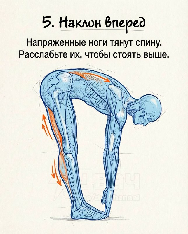 Подвезли лучшие упражнения для увеличения роста, исправления осанки и укрепления спины
Эти простые