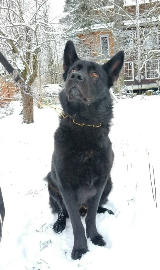 Петергоф!
Чья овчарка!? Хозяин,отзовись!
🛑🛑🛑
Друзья, ...