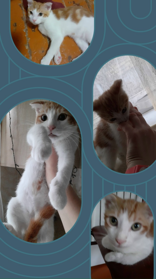 Помогите пожалуйста найти!!!Может кто видел...Котик рыж?...