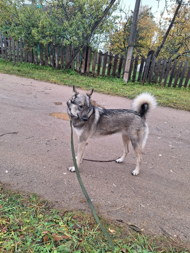 Пропала собака!
6 декабря
Девочка,откликается на кличк...