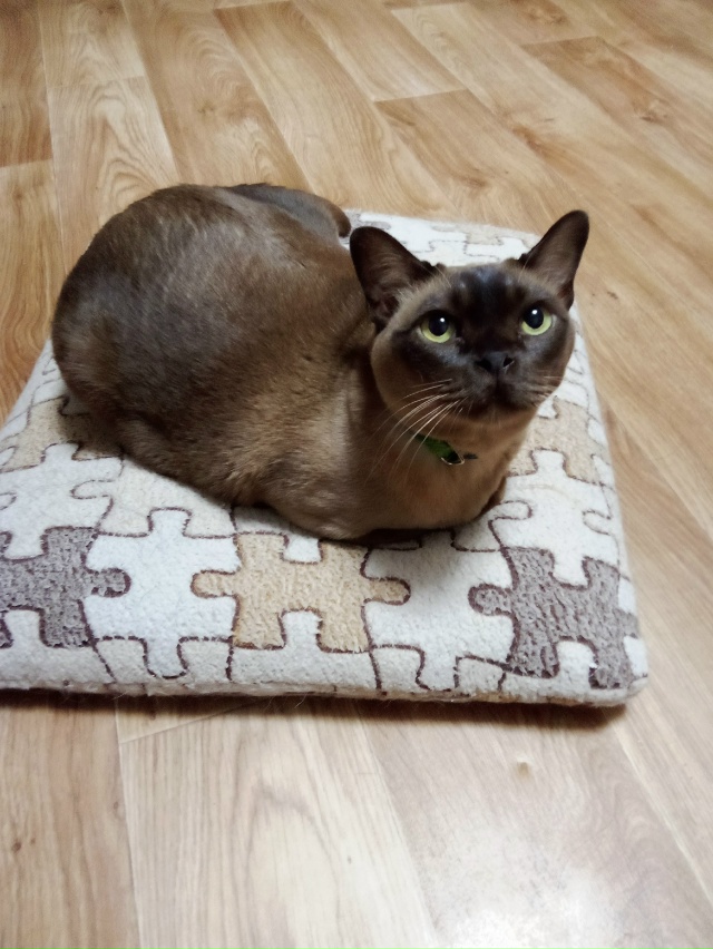 Красавчик Котэ-котэ 😍