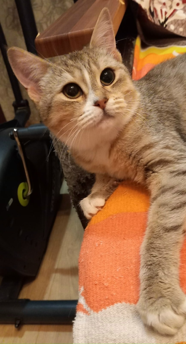 Найдена молодая кошечка в районе ул.Маяковского, д.23. Н?...