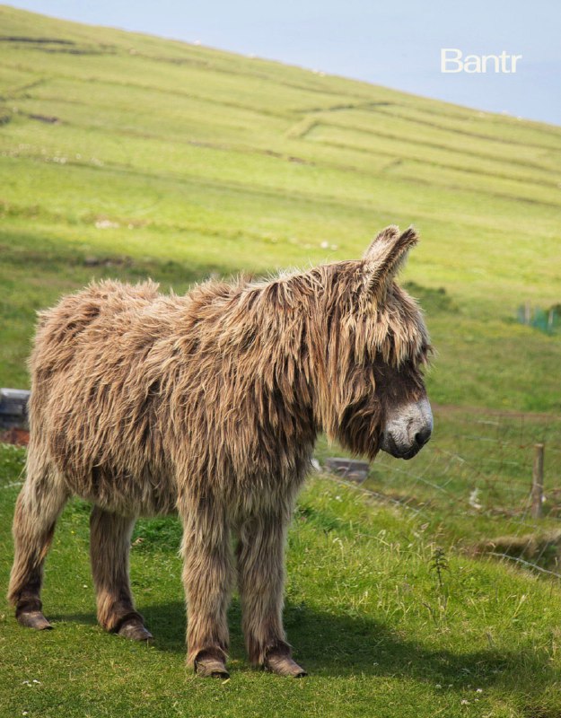 Работа на лето найдена: удалённый ирландский остров ищет двух смотрителей.
Счастливчикам нужно буд