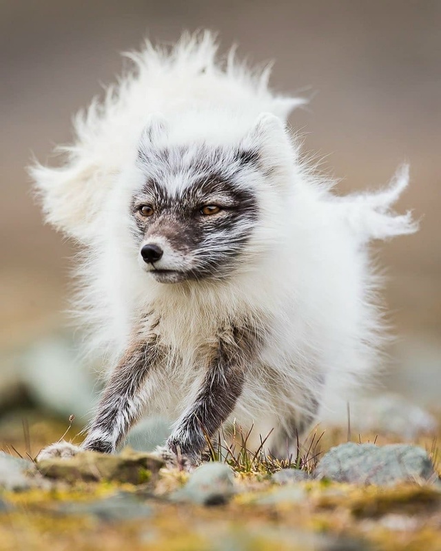 Как выглядит полярная лиса во время смены зимней шерст...