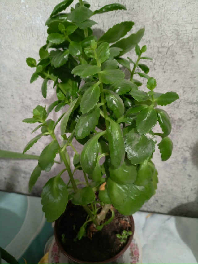 Продам цветы, декабрист 250 руб , фиалка 300 руб, женское с?...