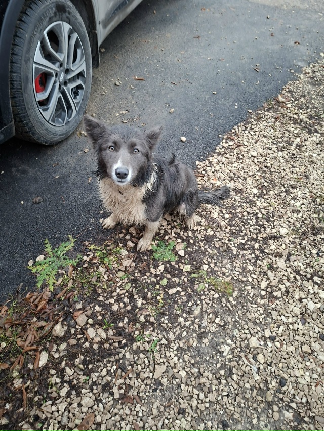 Александровское поле, ул. Южная. Второй день бегает соб...