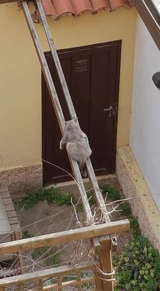 Внуки приехали, спрятался)